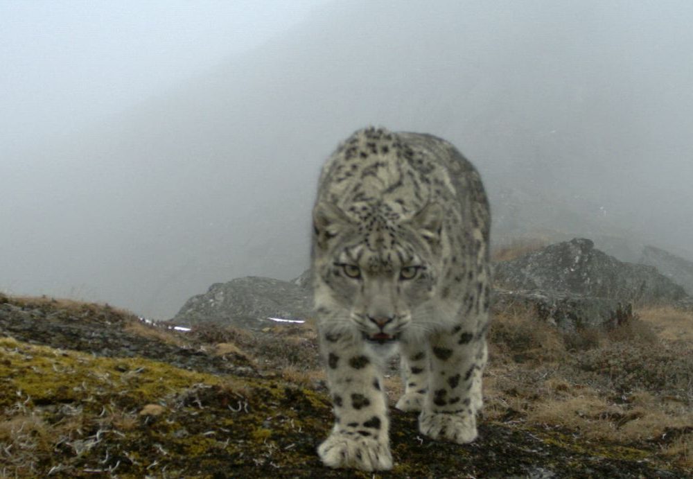 Snow Leopard Survey Report Launch