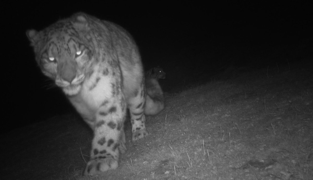 International Day Of Snow Leopard 23rd October 2023 Bhutan For Life