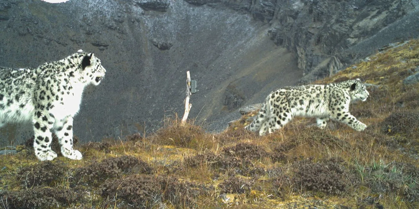 Biodiversity Website Feature