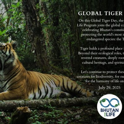 Global Tiger Day 2025